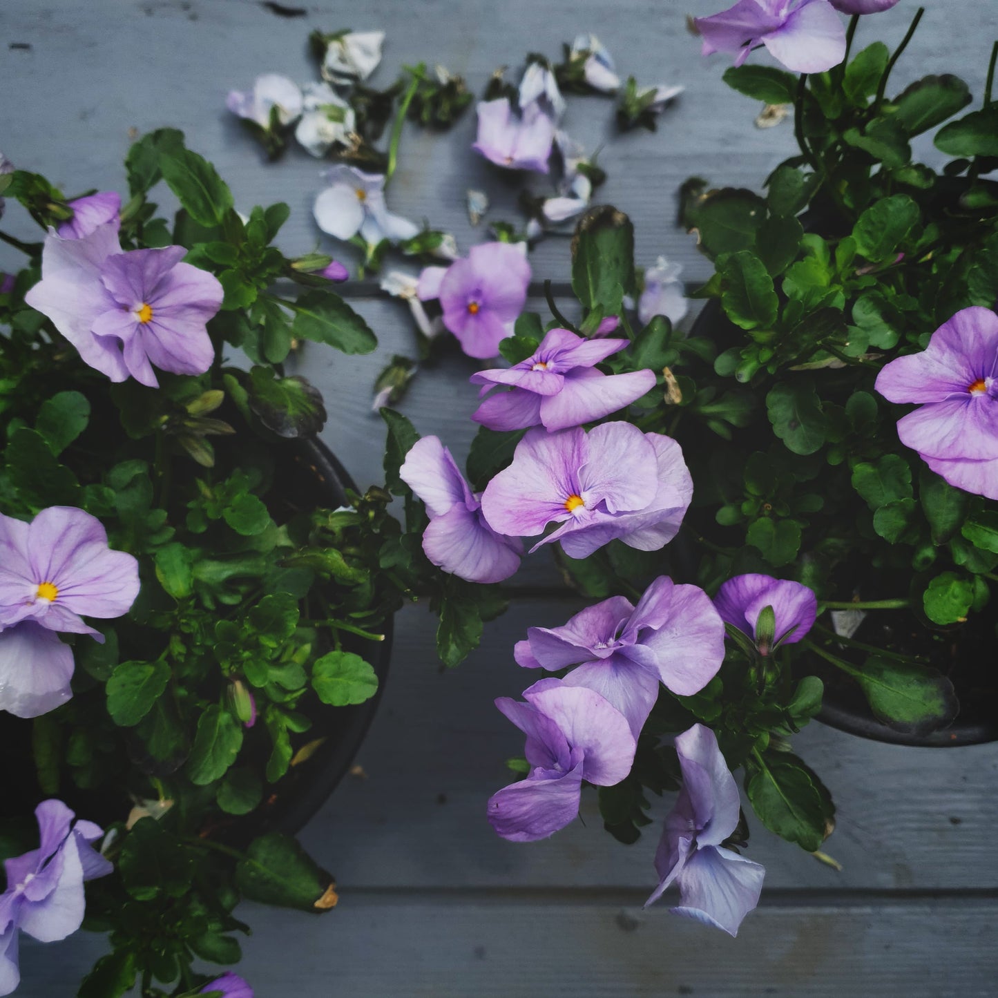 New Beginnings - a creative workshop celebrating art and nature